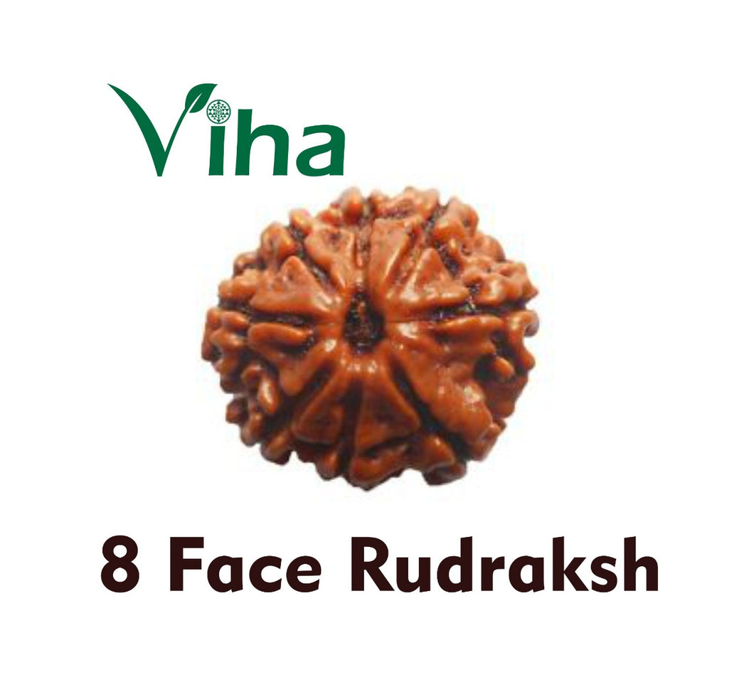 8 Face Rudraksh