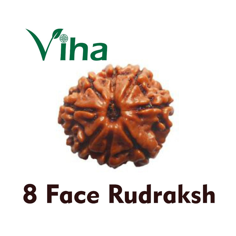8 Face Rudraksh (eight mukhi rudraksha), one brown rough-skinned bead with ridges running from top to bottom