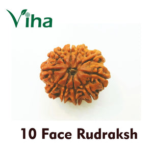 10 Face Rudraksh