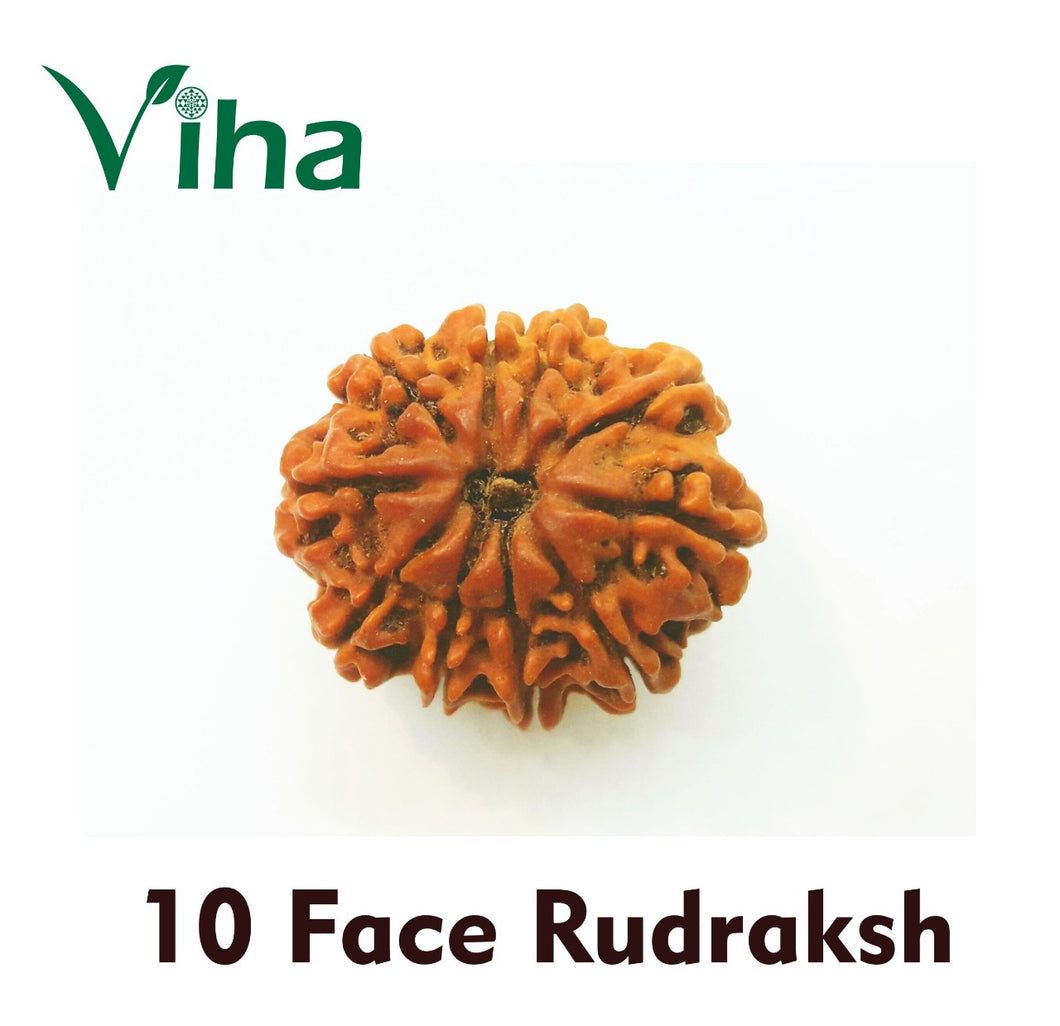 10 Face Rudraksh