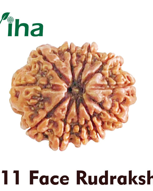 Face Rudraksh, a brown, rounded, textured seed with eleven distinct vertical ridges radiating from a dark central hole on a white background