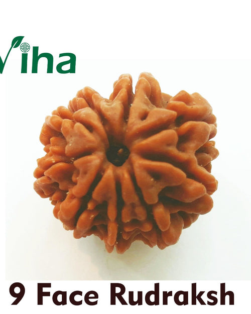 9 Face Rudraksh (nine mukhi rudraksha), one brown ribbed bead with a rough finish and a hole through the centre