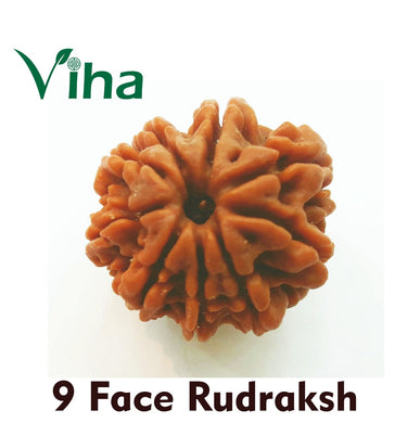 9 Face Rudraksh