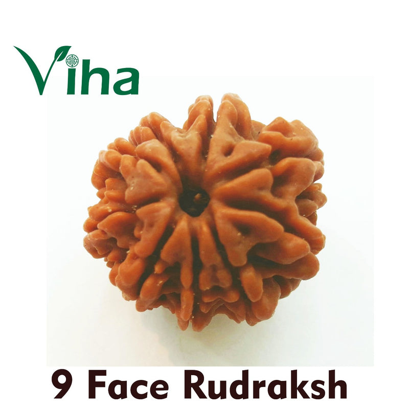 9 Face Rudraksh (nine mukhi rudraksha), one brown ribbed bead with a rough finish and a hole through the centre