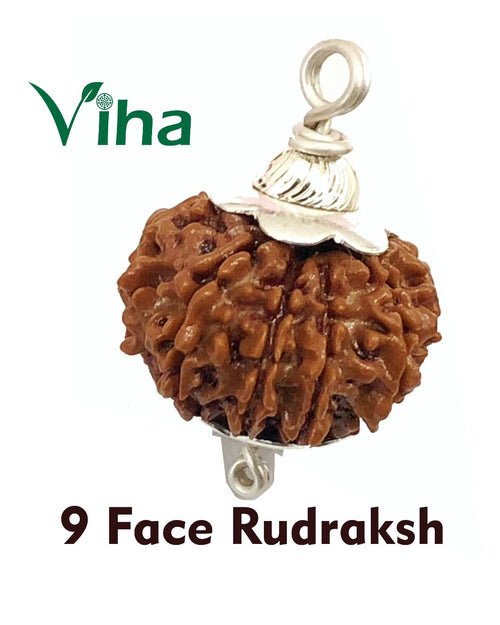 9 Face Rudraksh With Silver Cappings, a rough brown seed held in a cap and loops