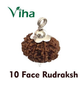 10 Face Rudraksh With Silver Cappings