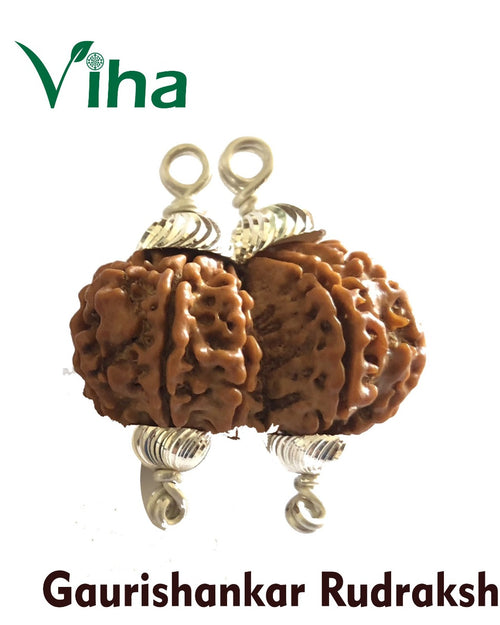 Gaurishankar Rudraksh With Silver Cappings, natural ridges and metal loops