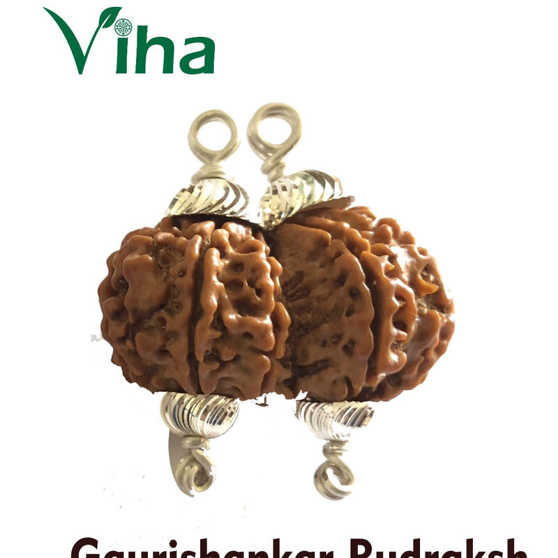 Gaurishankar Rudraksh With Silver Cappings, natural ridges and metal loops