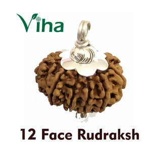 12 Face Rudraksh With Silver Cappings