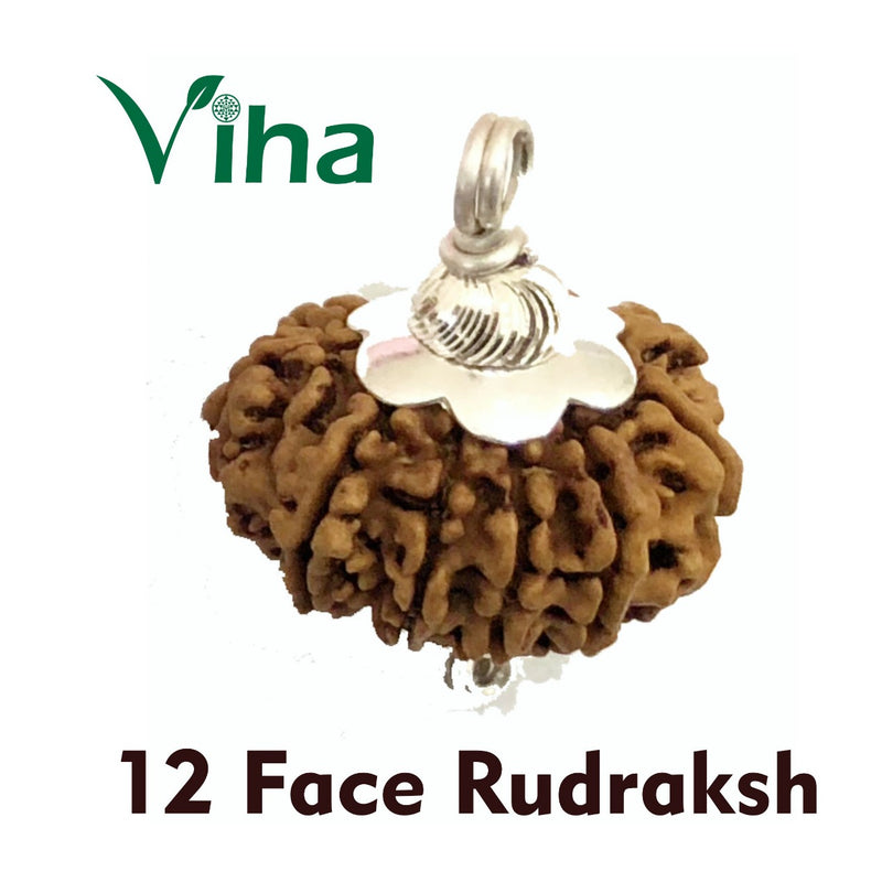 12 Face Rudraksh With Silver Cappings, a ridged bead held in a cap and loop