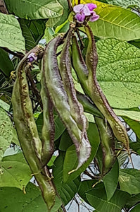 Viha Terrace Garden's Kodi Avarai Seeds / Viha Maadi Thottam Kodi Avaraikkaai Vidhaigal