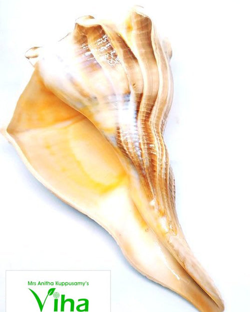 Tiger Shankh, a glossy beige-and-white seashell with textured ridges and an open interior