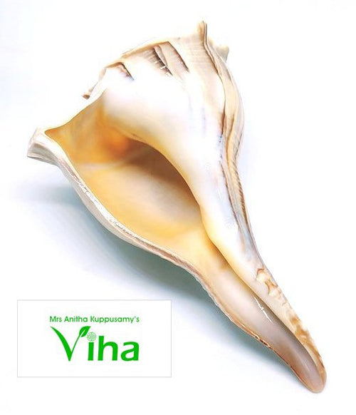 Tiger Shankh, an off-white conch shell with glossy surface finish and one long tapered spout curving downwards against a white background