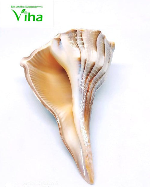Tiger Shankh, a glossy beige and white conch shell featuring ridged exterior patterns and a smooth aperture interior