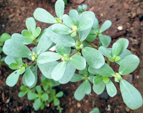 Paruppuk Keerai Seeds / Paruppuk Keerai Vidhaigal