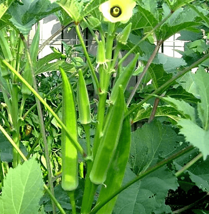 Ladies Finger Seeds / Vendaikkaai Vidhaigal