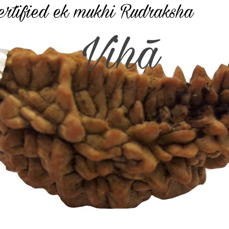 1 Face Rudraksh with Silver Cappings, half-moon shape and ridges
