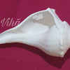 Valampuri Shankh, a matte white conch shell with a textured surface resting horizontally on a solid magenta background