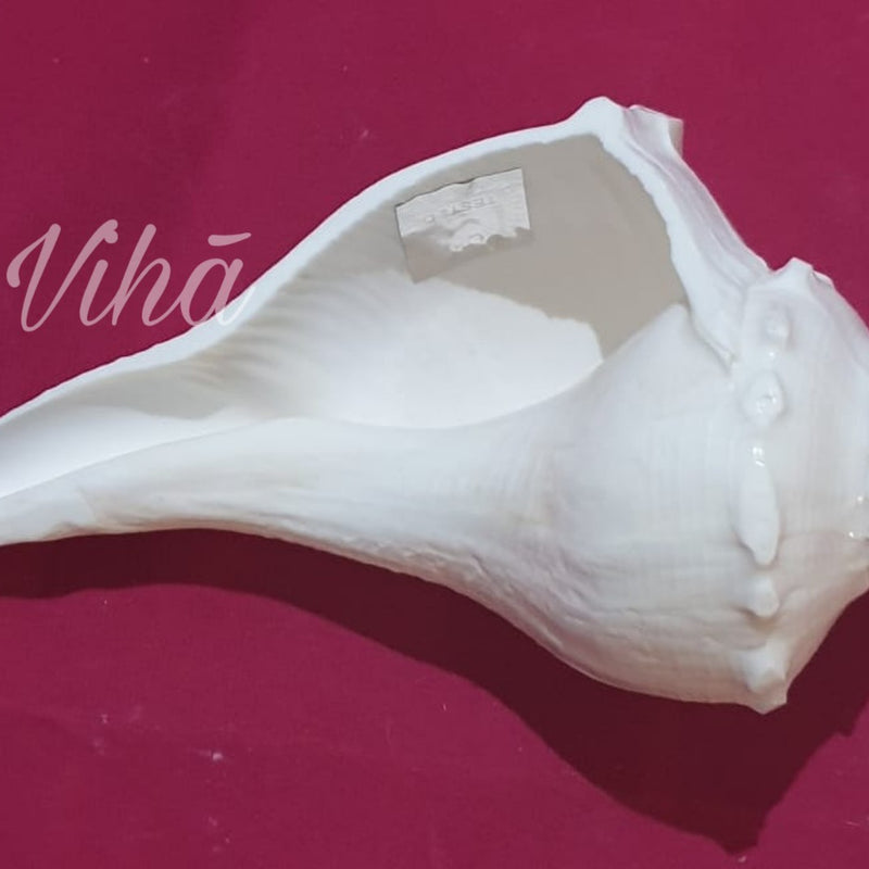 Valampuri Shankh, a matte white conch shell with a textured surface resting horizontally on a solid magenta background