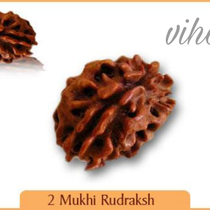 Face Rudraksh, two brown, irregularly shaped, textured seed objects, one larger in the center and one smaller in the upper left, on a white background