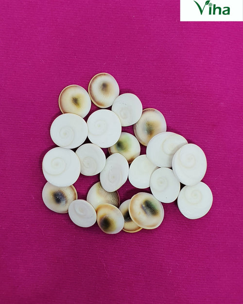 21 Mini Gomathi Chakras (spiral shells) Set