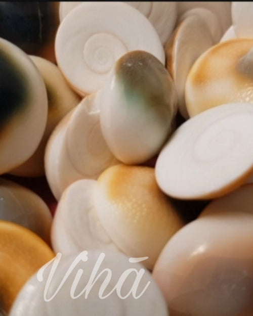 Gomathi Chakras Set, a pile of glossy, polished oval shells showing brown, black, and white circular spiral patterns