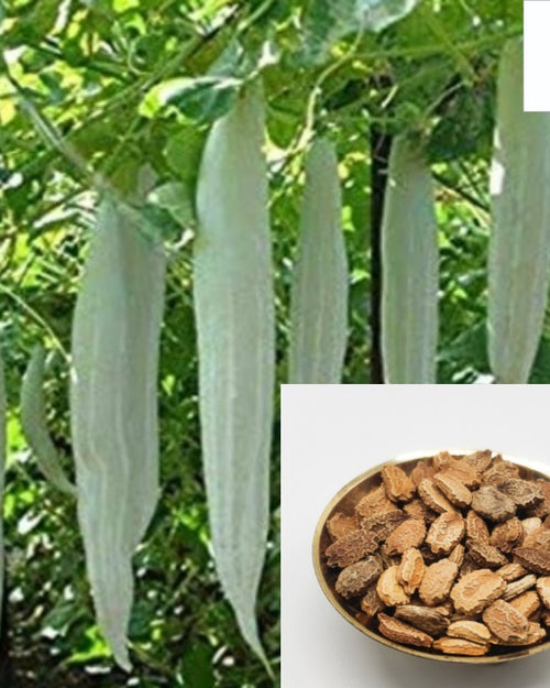 Kuttai Pudalangaai (short snake gourd) seeds in a bowl, with pale green gourds hanging on the vine