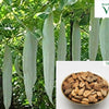 Kuttai Pudalangaai (short snake gourd) seeds in a bowl, with pale green gourds hanging on the vine
