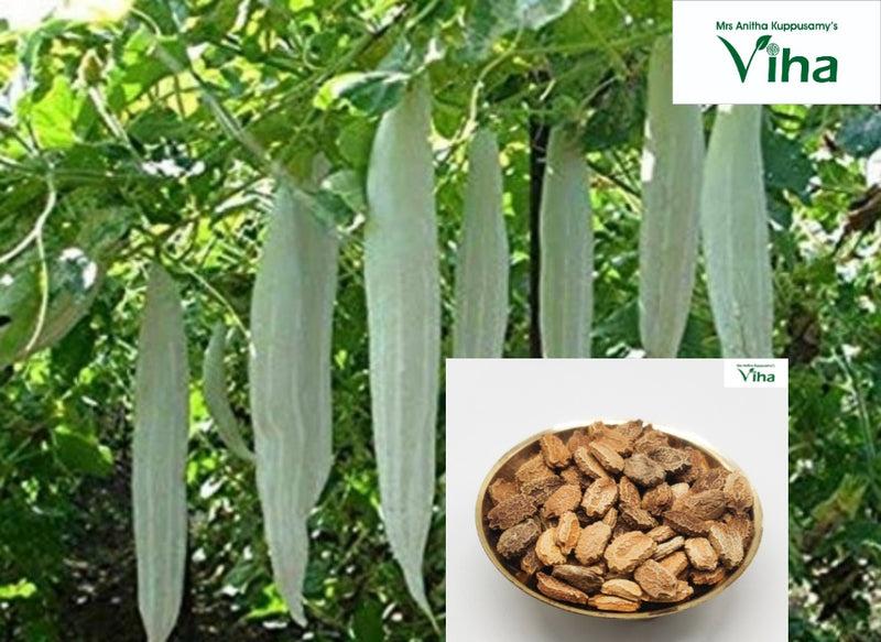 Kuttai Pudalangaai (short snake gourd) seeds in a bowl, with pale green gourds hanging on the vine
