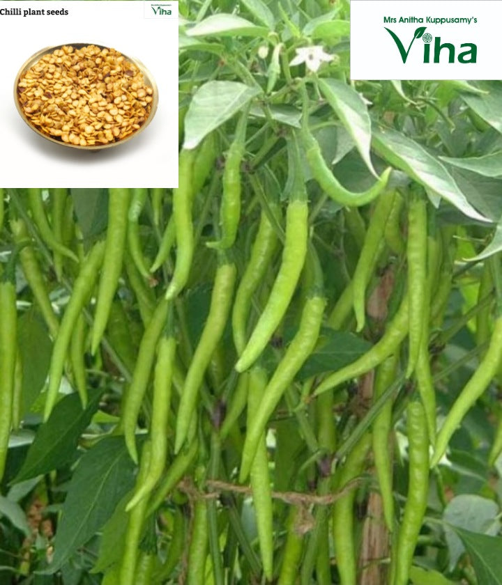 Long Chilli Plant Seeds /Neela Milagaai Vidhaigal – Viha Online