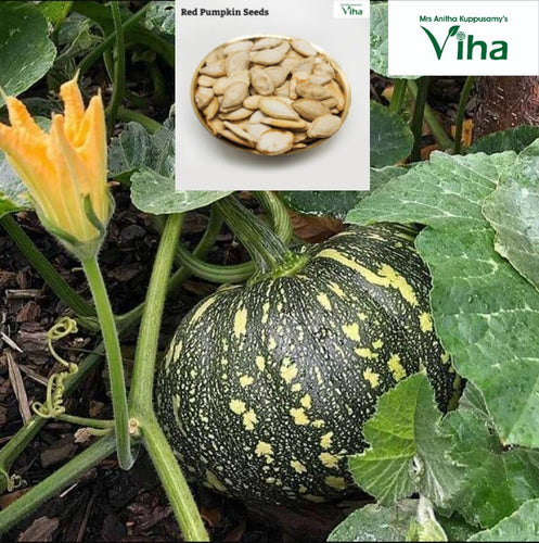 Red Pumpkin Seeds / Parangikkaai Vidhaigal