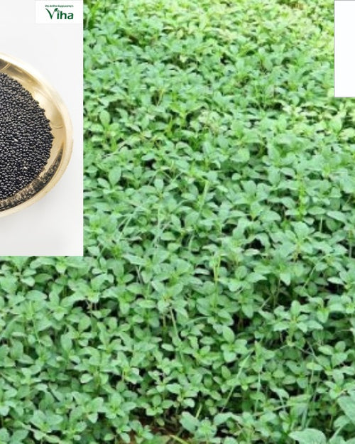 Siru Keerai Seeds, small black seeds in a bowl, next to a dense patch of leafy green plants