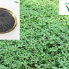 Siru Keerai Seeds, small black seeds in a bowl, next to a dense patch of leafy green plants