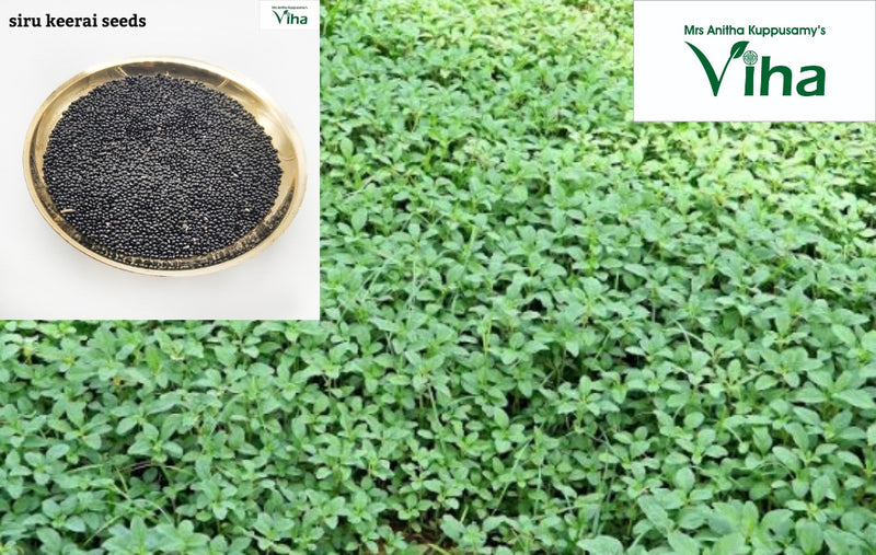 Siru Keerai Seeds, small black seeds in a bowl, next to a dense patch of leafy green plants