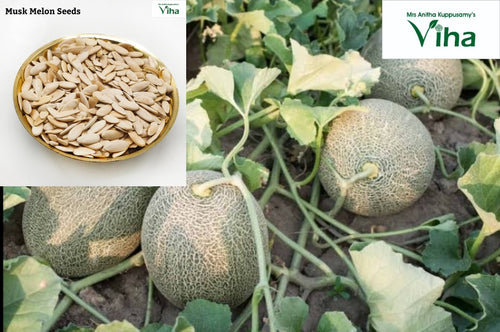 Musk Melon Seeds