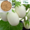 Vellai Kundu Kathari (white round brinjal) seeds in a bowl, with white brinjals growing on the plant
