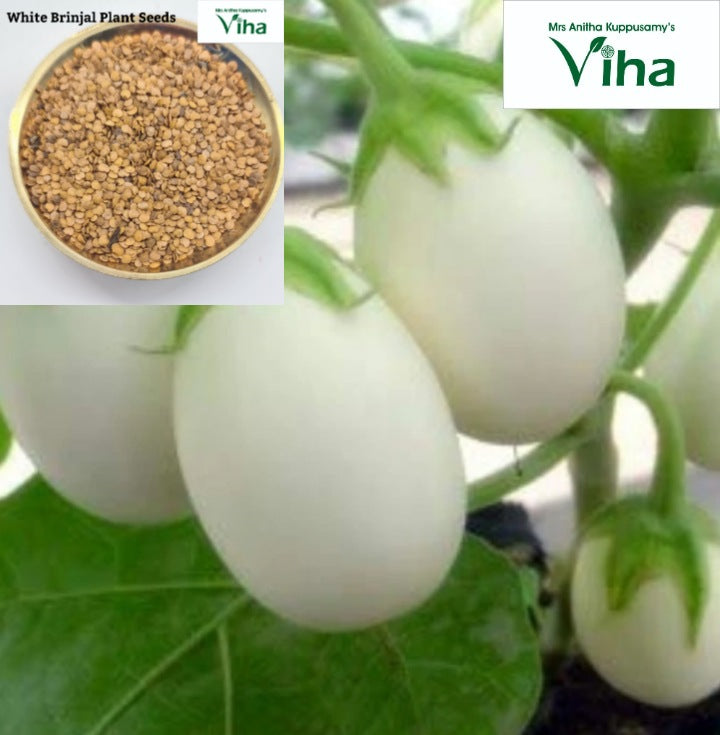 Vellai Kundu Kathari (white round brinjal) seeds in a bowl, with white brinjals growing on the plant
