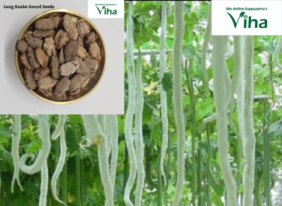 Long Snake Gourd Seeds / Neela Pudalankaai Vidhaigal