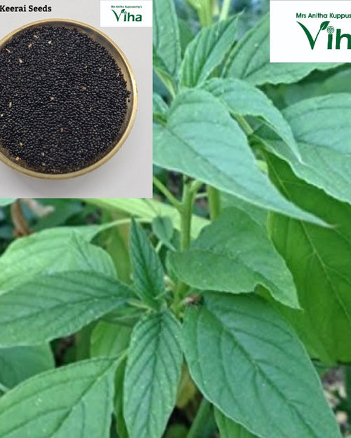 Thandu Keerai (amaranth) seeds in a bowl, with leafy green plants growing behind