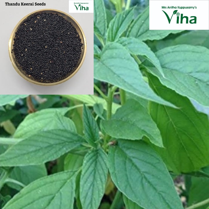 Thandu Keerai (amaranth) seeds in a bowl, with leafy green plants growing behind