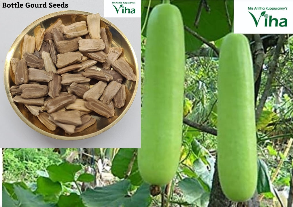 Bottle Gourd Seeds / Long Suraikkai Vidhaigal