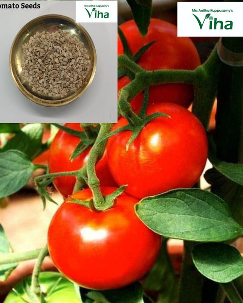 Ripe red tomatoes on the vine, with tan seeds shown in an inset bowl