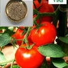 Ripe red tomatoes on the vine, with tan seeds shown in an inset bowl