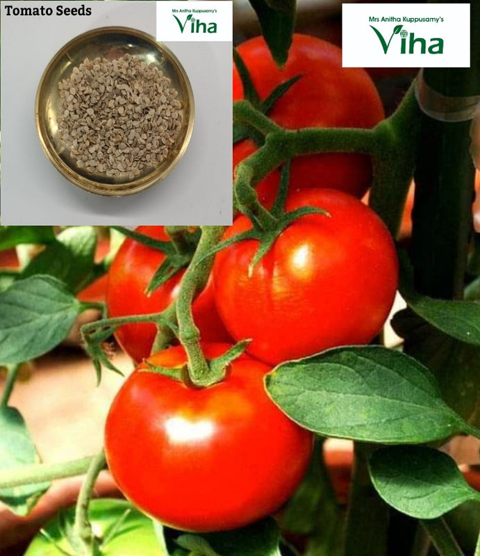 Ripe red tomatoes on the vine, with tan seeds shown in an inset bowl