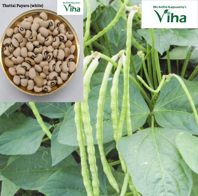 Thattai Payaru Plant Seeds / Yard Long Bean Seeds