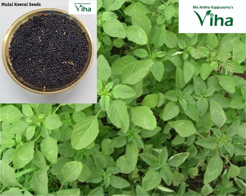 Mulai Keerai Seeds Amaranth Seeds Viha Online