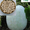 Vellai Poosanikkaai (white pumpkin) seeds in a bowl, with a pale green pumpkin growing on the vine