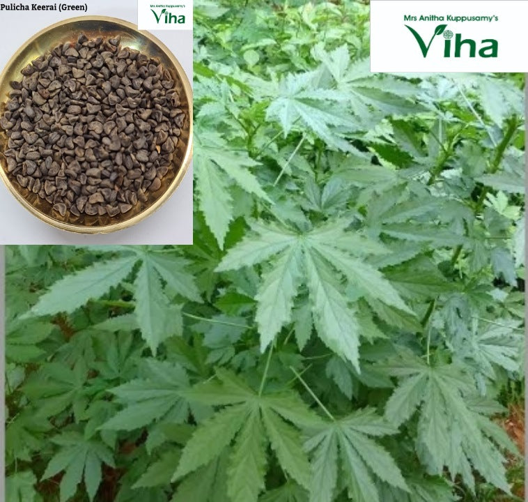Pulicha Keerai Green (Gongura) Plant Seeds / Pulichaik Keerai Vidhaiga –  Viha Online