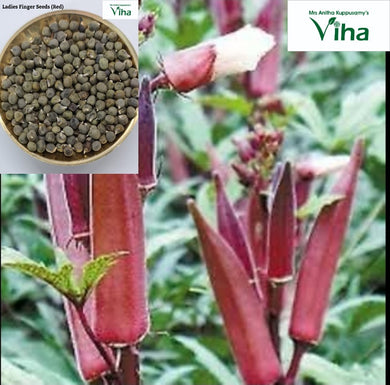 Red Ladies Finger Plant Seeds / Sivappu Vendaikkaai Vidhaigal