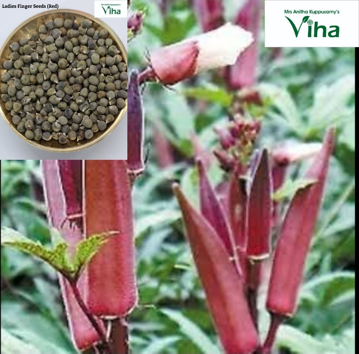 Red Ladies Finger Plant Seeds / Vendaikkaai Vidhaigal Viha Online